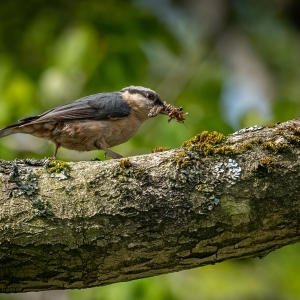 Redwell   28 05 2020   D500   Les 106.jpg